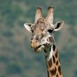 Girafe masaï<br/>Bernard Mauduit